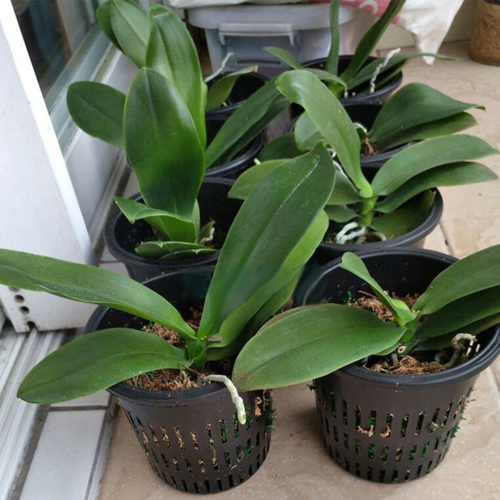 Gardening Tools For Home - 10 قطع من سلال الزراعة الشبكية